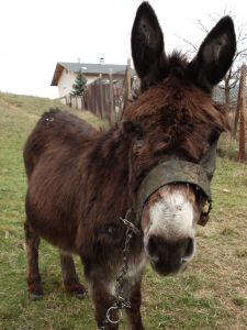 Burro